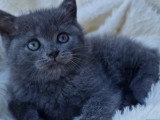 Chatons British shortair bleu