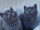 Chatons British shortair bleu