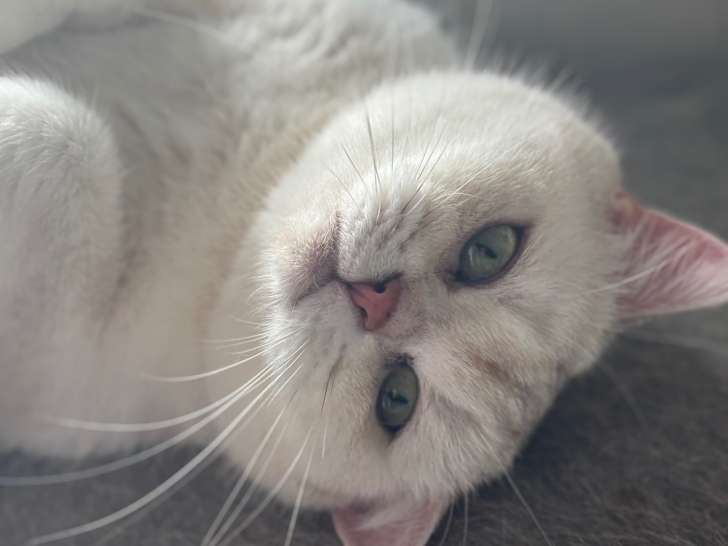 Chat adulte de race British Shorthair à vendre