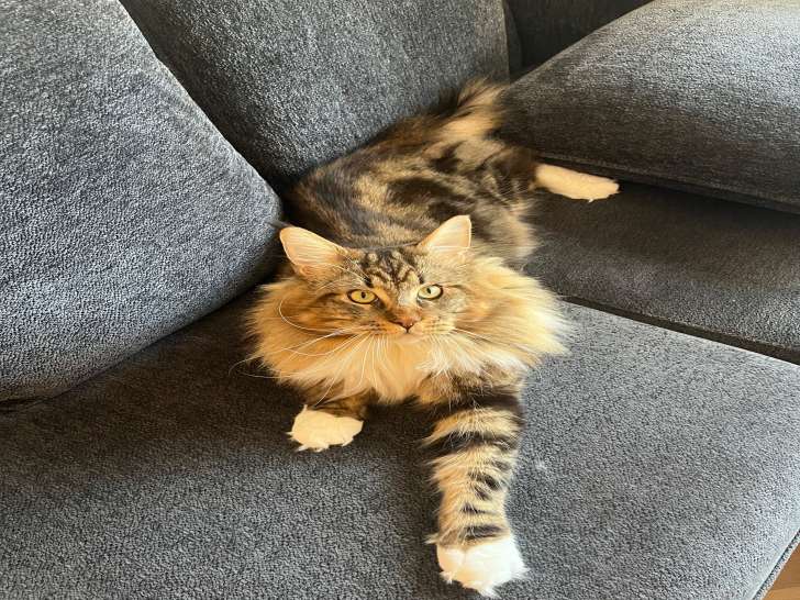 Mâle Maine Coon disponible pour saillie