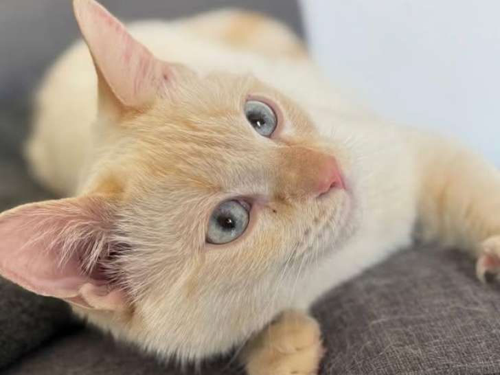 Recherche chat mâle  pour saillie