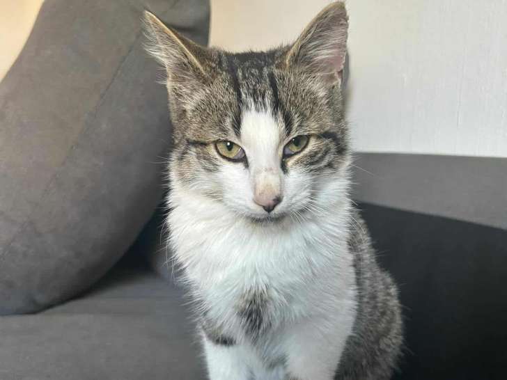 Milo, chaton à adopter en association