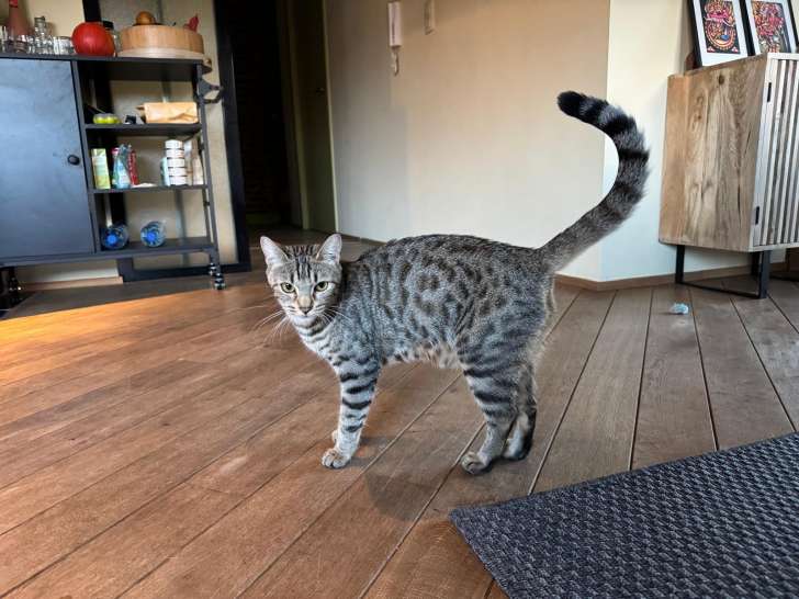 Chatte croisé Bengal à donner
