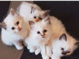 Chatons Sacré de Birmanie à vendre