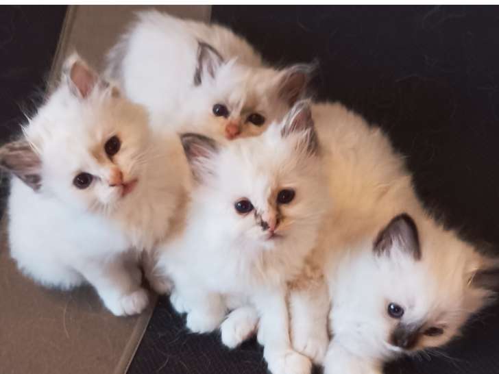 Chatons Sacré de Birmanie à vendre