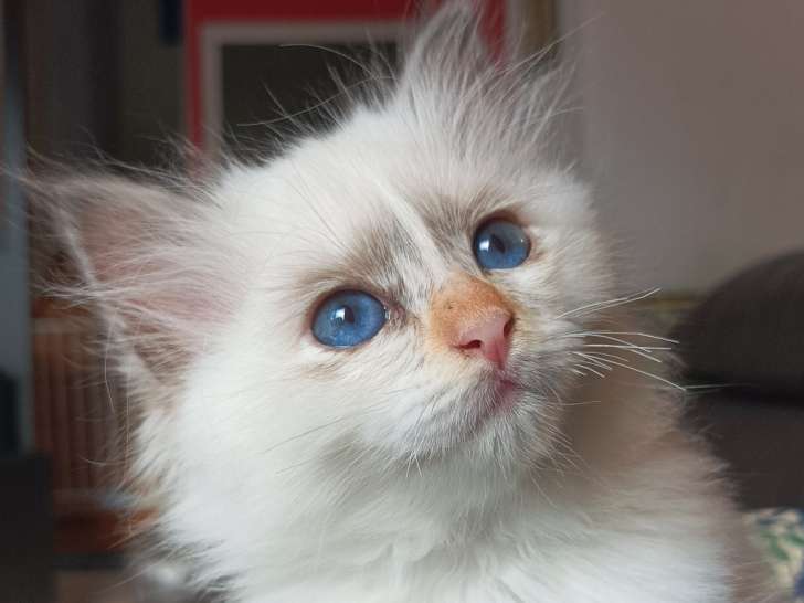 Chatons Sacré de Birmanie à vendre