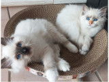 Chatons Sacré de Birmanie à vendre