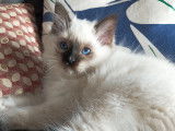 Chatons Sacré de Birmanie à vendre