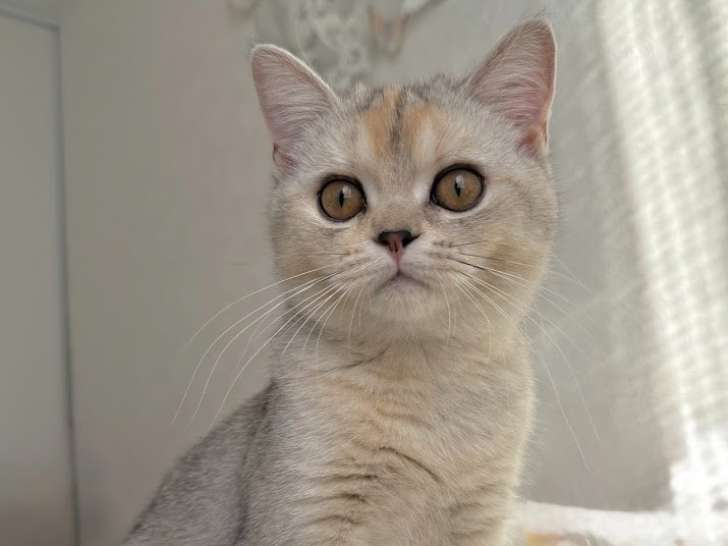 Aëla, chaton British Shorthair à vendre