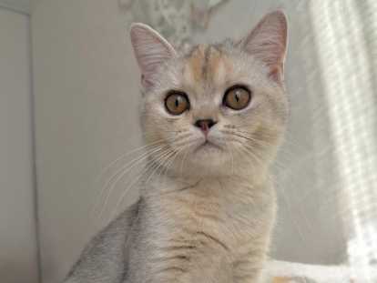 Aëla, chaton British Shorthair à vendre