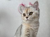Aëla, chaton British Shorthair à vendre