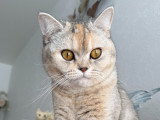Aëla, chaton British Shorthair à vendre