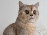Aëla, chaton British Shorthair à vendre
