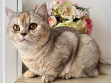 Aëla, chaton British Shorthair à vendre