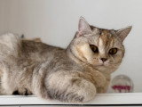 Aëla, chaton British Shorthair à vendre