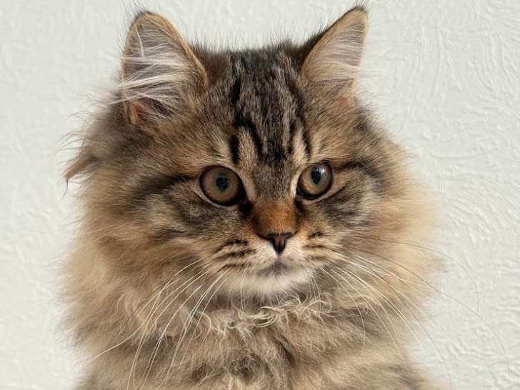 Astrée, chatonne British Longhair LOOF à vendre