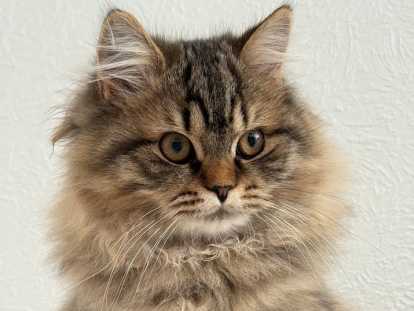 Astrée, chatonne British Longhair LOOF à vendre