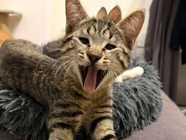 Stark, chaton tigré à adopter