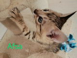 Chaton de race Savannah femelle à vendre