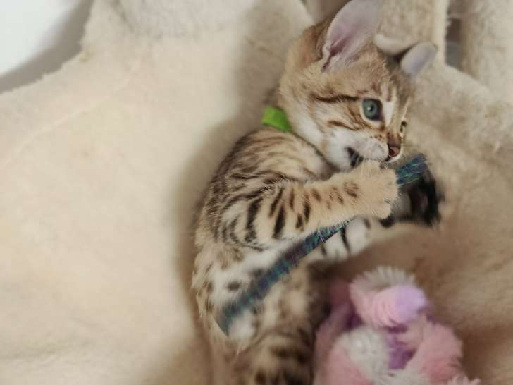 Chaton de race Savannah femelle à vendre