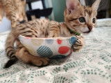Chaton de race Savannah femelle à vendre