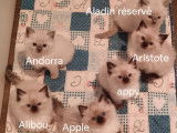 Chatons de race Ragdoll à vendre (3 femelles & 3 mâles)