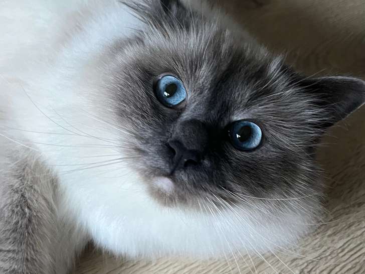 Chat adulte Sacré de Birmanie à vendre