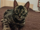 Chaton Bengal LOOF disponible