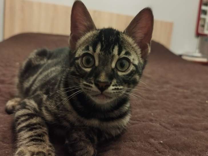 Chaton Bengal LOOF disponible