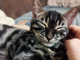 Chaton Bengal LOOF disponible