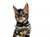 Chaton Bengal LOOF disponible
