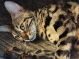 Chaton Bengal LOOF disponible