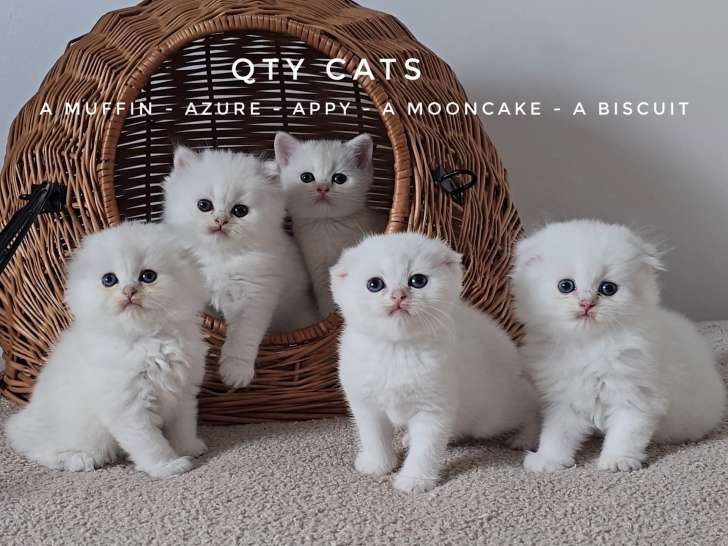 Adorables chatons Scottish Fold et Straight LOOF à vendre