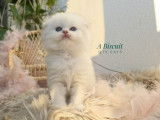 Adorables chatons Scottish Fold et Straight LOOF à vendre