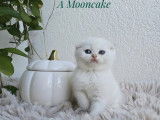 Adorables chatons Scottish Fold et Straight LOOF à vendre