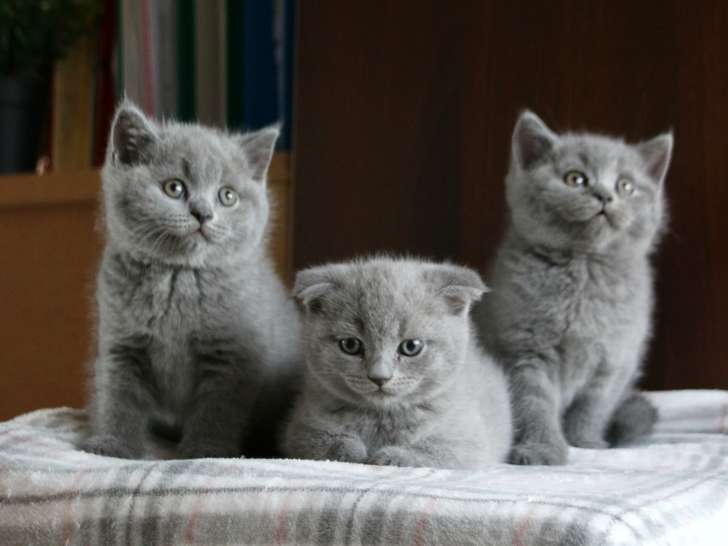 Chatons Scottish Fold et Scottish Straight trop mignons à vendre