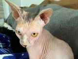 Maya, femelle Sphynx de 2 ans hyper câline à adopter en association