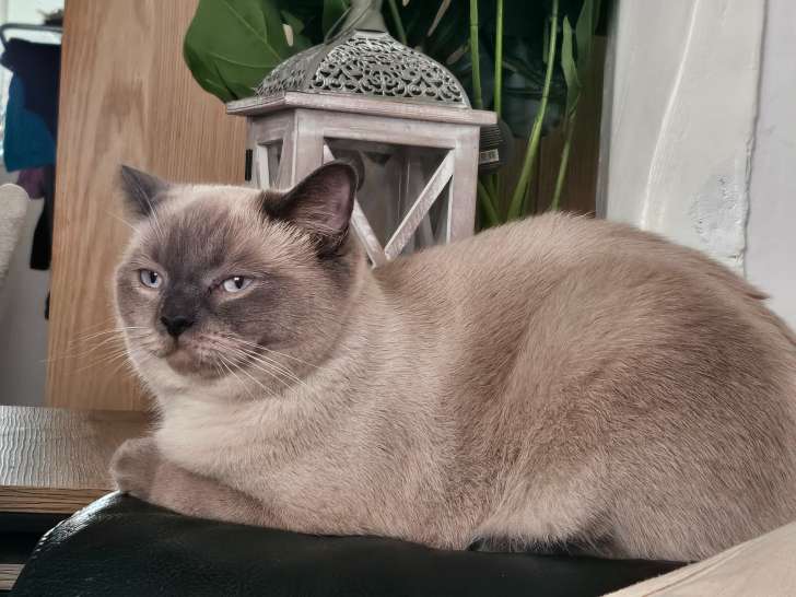 Scottish Straight mâle adulte à vendre