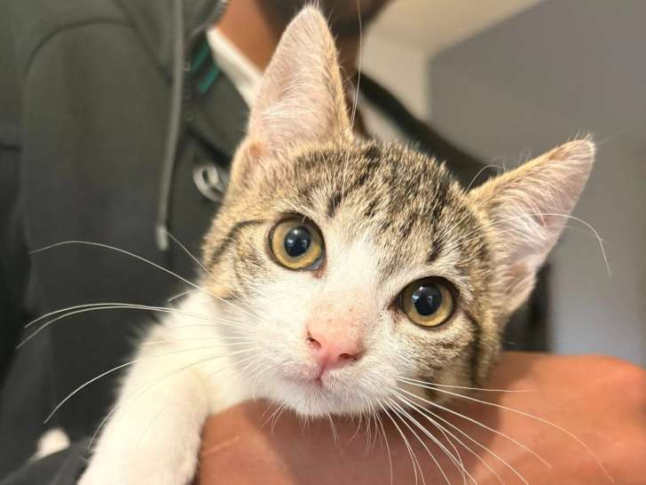 Arya, chatonne à adopter en association