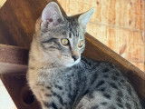 Chaton Savannah F4 LOOF à vendre
