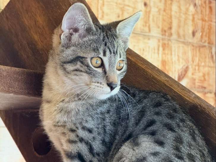 Chaton Savannah F4 LOOF à vendre