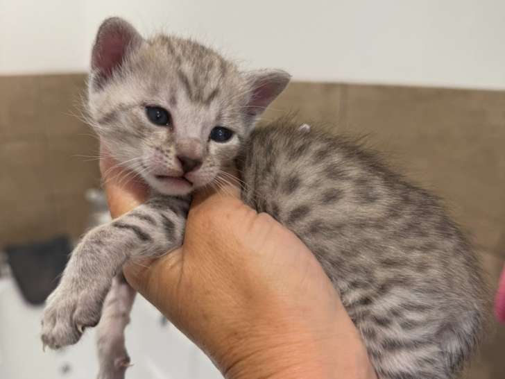 Chatons Savannah F5 aux origines prestigieuses à vendre