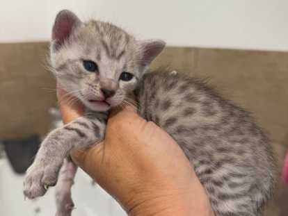 Chatons Savannah F5 aux origines prestigieuses à vendre