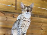 Chatons Savannah F5 aux origines prestigieuses à vendre