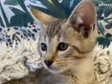 Chatons Savannah F5 aux origines prestigieuses &agrave; vendre