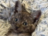 Chatons Savannah F5 aux origines prestigieuses &agrave; vendre