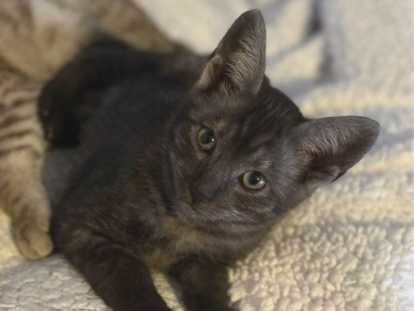 Chatons Savannah F5 aux origines prestigieuses à vendre