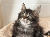 Chatons Maine Coon LOOF de gros gabarit à vendre