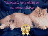 Chat sibérien gerda ice palace la rose sibérienne la maman