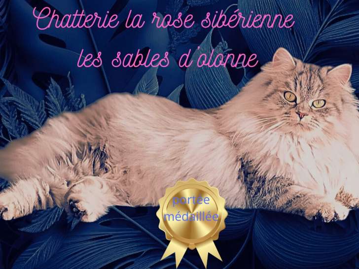 Chat sibérien gerda ice palace la rose sibérienne la maman